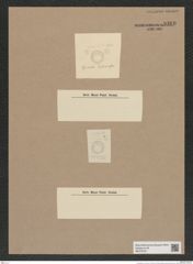 Cyclostella sp. (de-Toni-Nr.: Genus 216) Zeichnungen Sammlung Grunow Nr. 9360 (NHMW-BOT-W0379187)